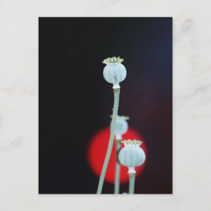 Poppy encase Asia Style photographed by Tutti Postcard