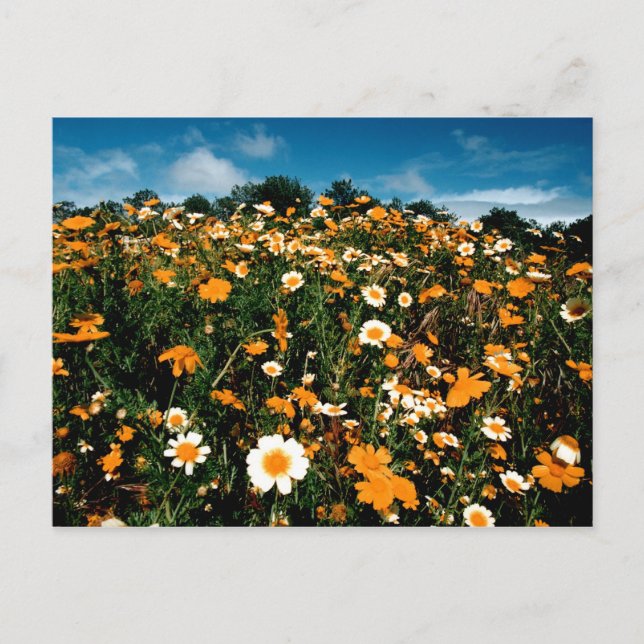 Poppy Festival California Postcard (Front)