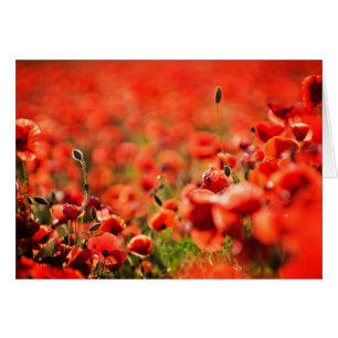 Poppy field