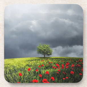 Poppy Field and Cloudy Sky Coaster