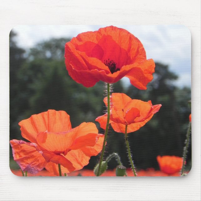 Poppy Field, beautiful blooms, Mouse Pad (Front)