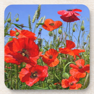 Poppy Field ~  Coasters