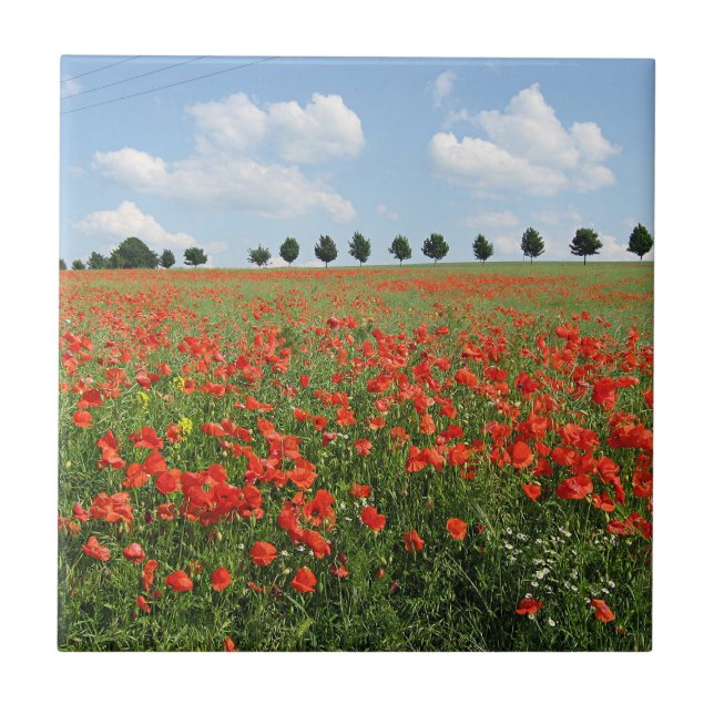 Poppy Field in Bloom Tile (Front)