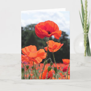 Poppy Field in Shades of Red Card