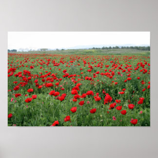 Poppy field nature landscape red flowers poster