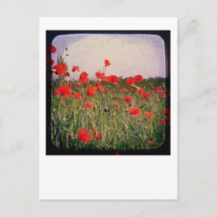 Poppy Field Postcard