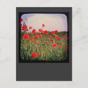 Poppy Field Postcard