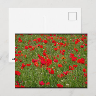 Poppy Field Postcard