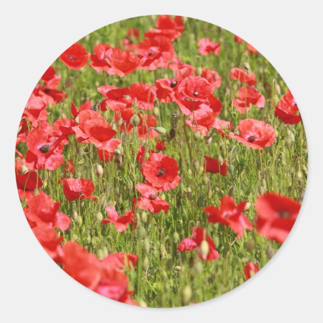 Poppy field - Stunning! Classic Round Sticker (Front)