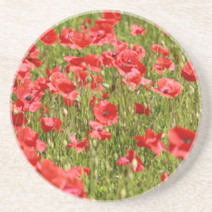 Poppy field - Stunning! Coaster