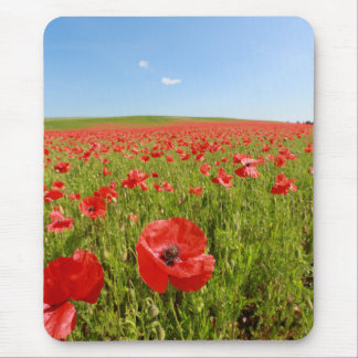 Poppy field - Stunning! Mouse Pad