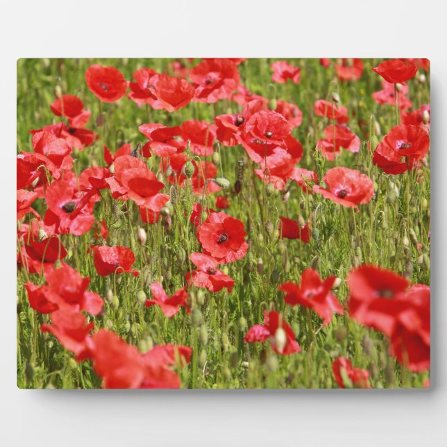 Poppy field - Stunning! Plaque (Front)