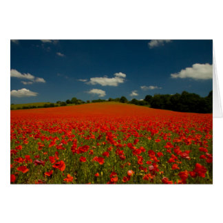 Poppy Field under a Summer Sky