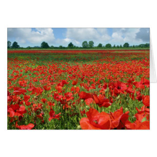 Poppy Fields
