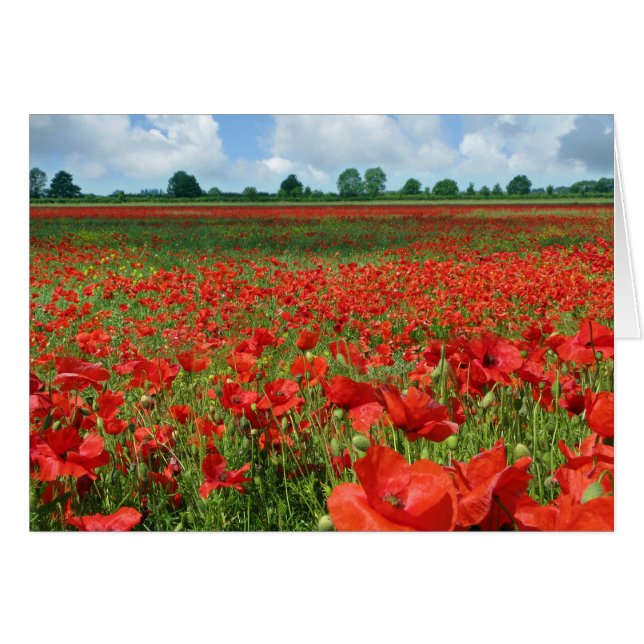 Poppy Fields (Front Horizontal)