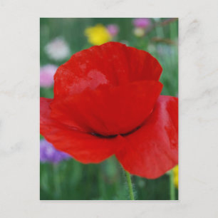 Poppy flower and meaning postcard