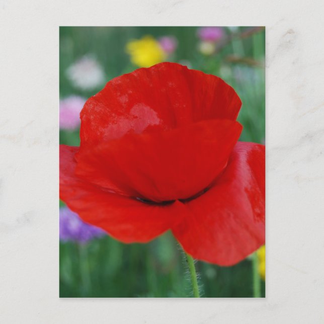 Poppy flower and meaning postcard (Front)