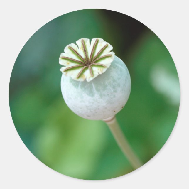 Poppy Flower Head Seed, Western Cape Classic Round Sticker (Front)