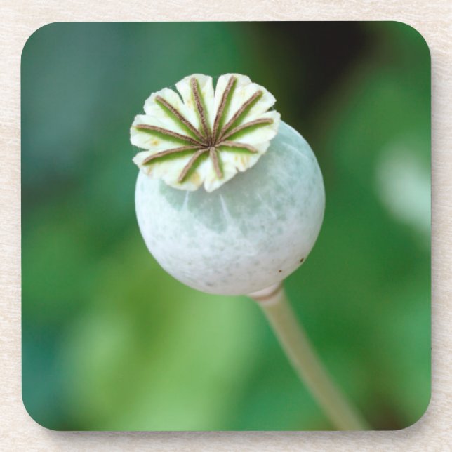 Poppy Flower Head Seed, Western Cape Coaster (Front)