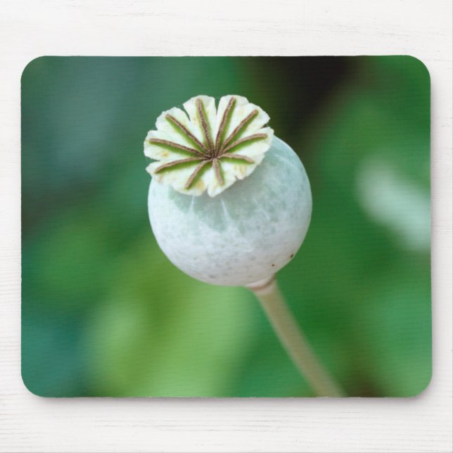 Poppy Flower Head Seed, Western Cape Mouse Pad (Front)