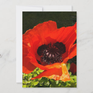 Poppy Flower Macro Photography Card