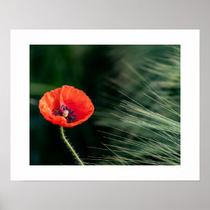 Poppy flower poster