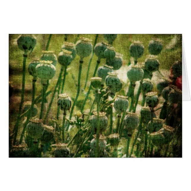 Poppy Flower Seed Pods (Front Horizontal)