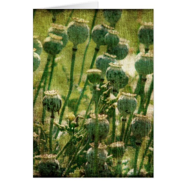 Poppy Flower Seed Pods (Front)