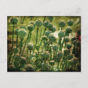 Poppy Flower Seed Pods Postcard