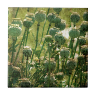 Poppy Flower Seed Pods Tile
