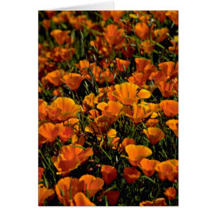 Poppy flowers Pink flowers