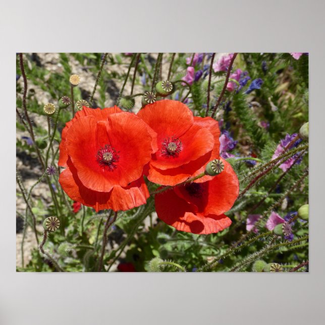 POPPY FLOWERS POSTER (Front)