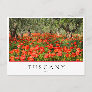 Poppy flowers under olive trees in Tuscany, Italy Postcard