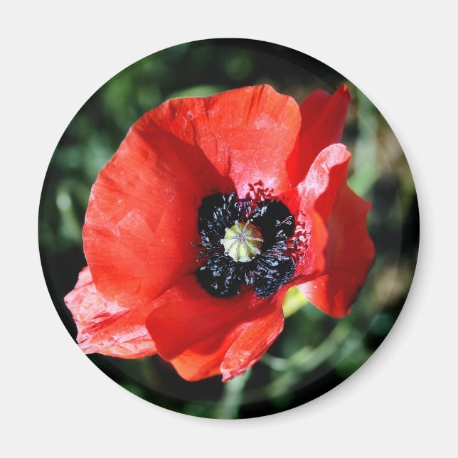 Poppy fridge magnet (Front)