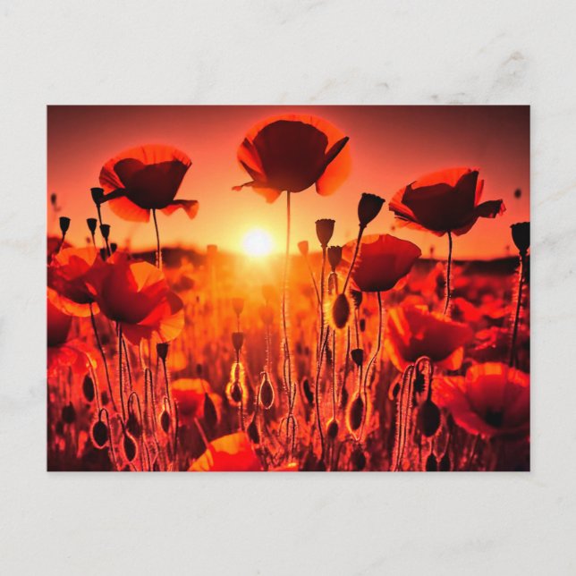 poppy in the back light holiday postcard (Front)