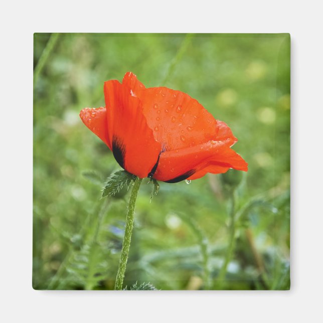 Poppy Magnet (Front)