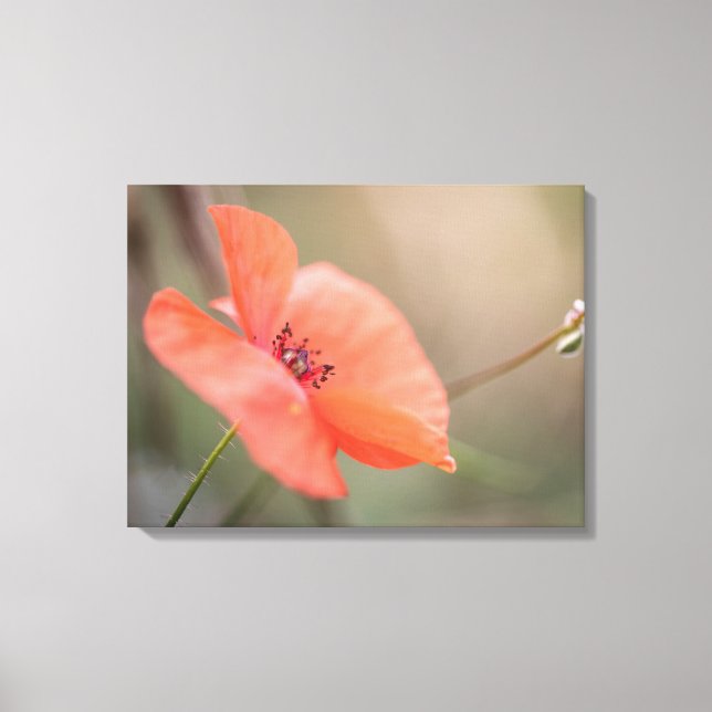 Poppy Nature Photo Canvas Print (Front)