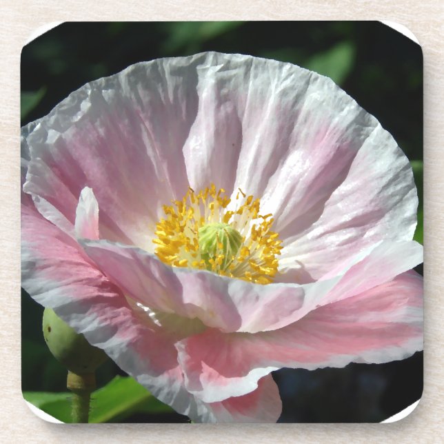 Poppy Painting Coaster (Front)