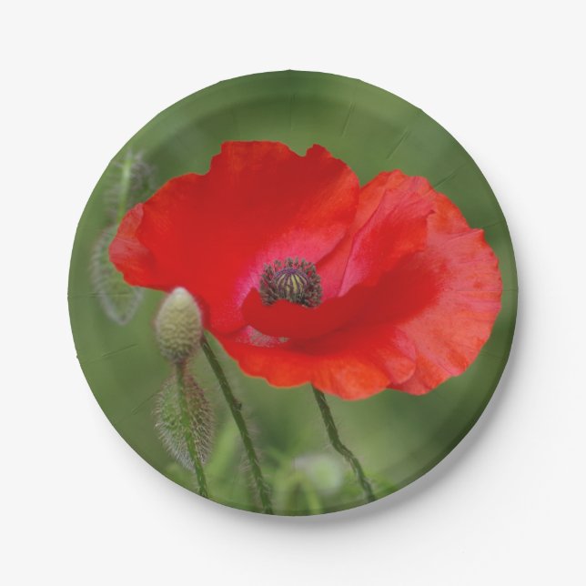 Poppy Paper Plates (Front)