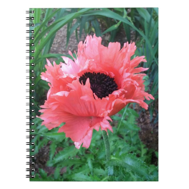 POPPY "Pink Ruffles" --- Notebook (Front)