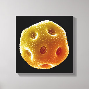 Poppy pollen canvas print