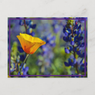 poppy postcard