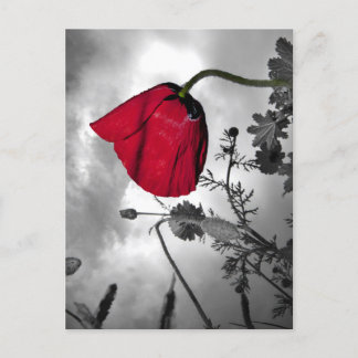 Poppy Postcard