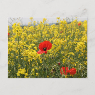 Poppy Postcard