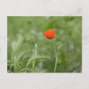 Poppy Postcard