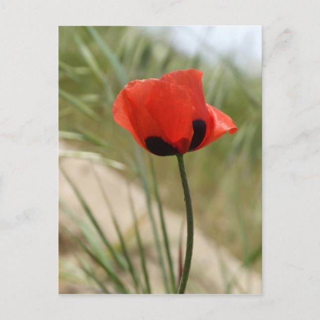 Poppy Postcard (Front)