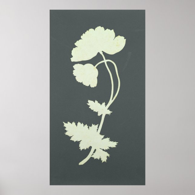 Poppy Poster (Front)