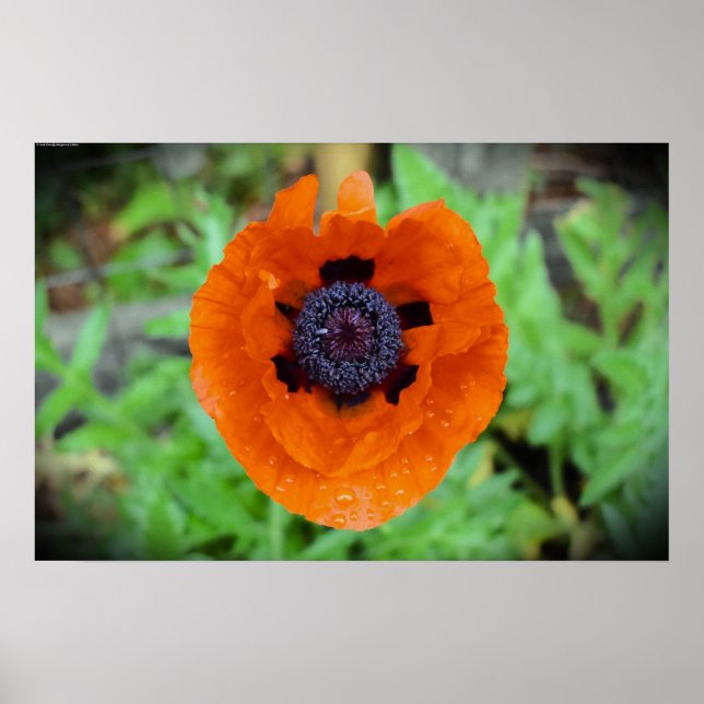 Poppy,  poster (Front)