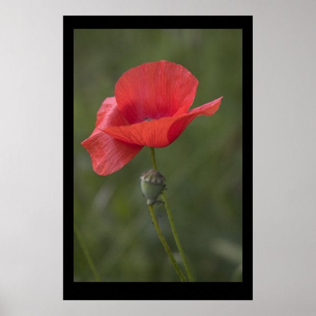 Poppy. Poster by cARTerART (Front)
