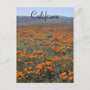 Poppy Reserve Postcard